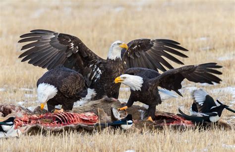 What Is The Physical Sign Of An Eagle Hunting .